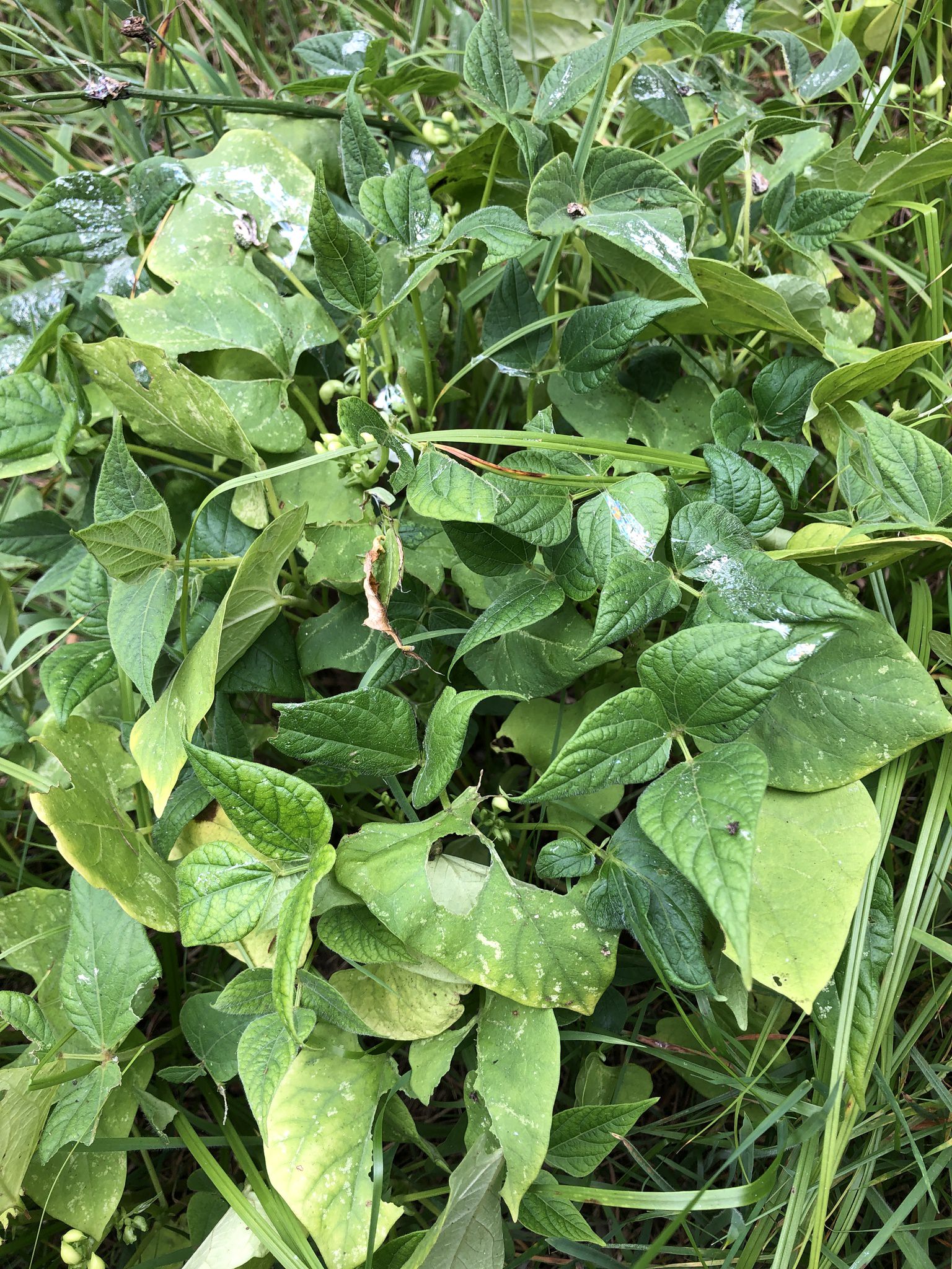 Phaseolus vulgaris